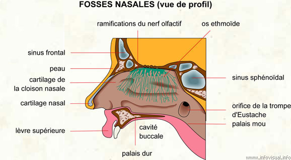 Fosses nasales (Dictionnaire Visuel)